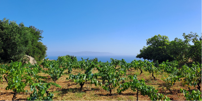 Oenology 101 | Κατηγορίες με απλά λόγια