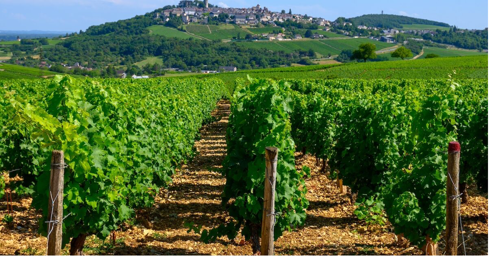 Sancerre και Pouilly-Fumé | Ο βασιλιάς του Sauvignon Blanc