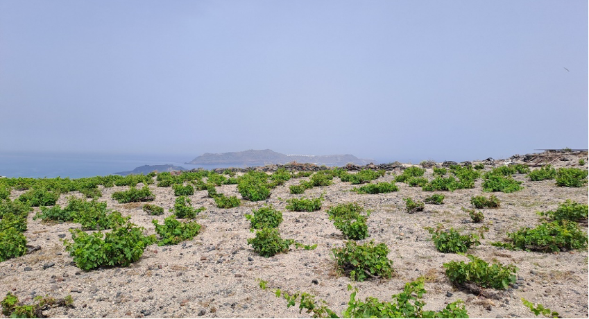 Oenology 101 | Τι Σημαίνουν Όλα Αυτά; Οδηγός Οινολογικών Όρων για Όλους