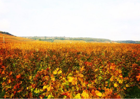 Domaine Confuron-Gindre | Η ήσυχη δύναμη του Vosne-Romanée