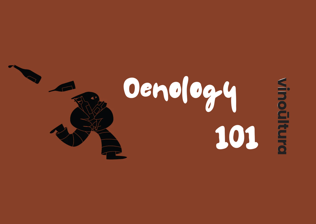 Oenology 101 | Πώς να Διατηρείς τα Κρασιά Στο Σπίτι: Οδηγός για Ιδανικές Συνθήκες