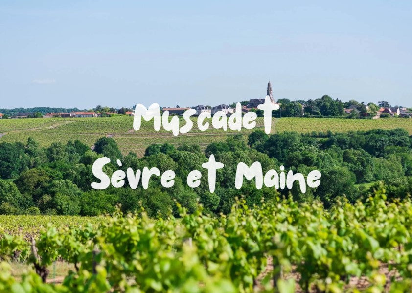 Muscadet Sèvre et Maine | Ο άγνωστος θησαυρός του Loire