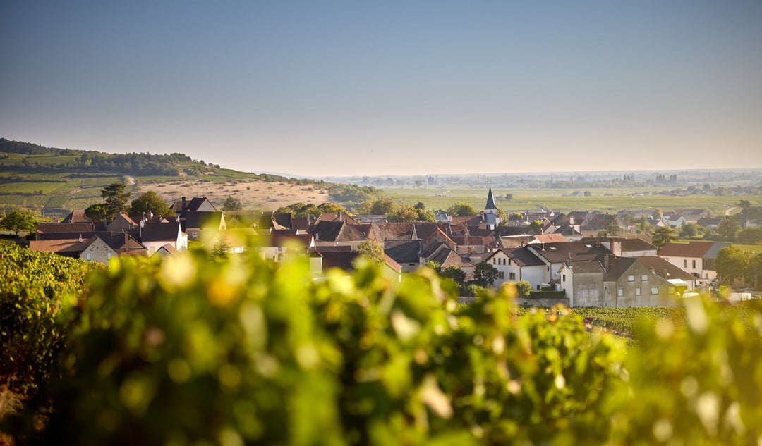Domaine Morey-Coffinet | Η φωνή του terroir στο Chassagne-Montrachet