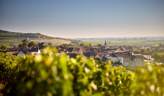 Domaine Morey-Coffinet | Η φωνή του terroir στο Chassagne-Montrachet